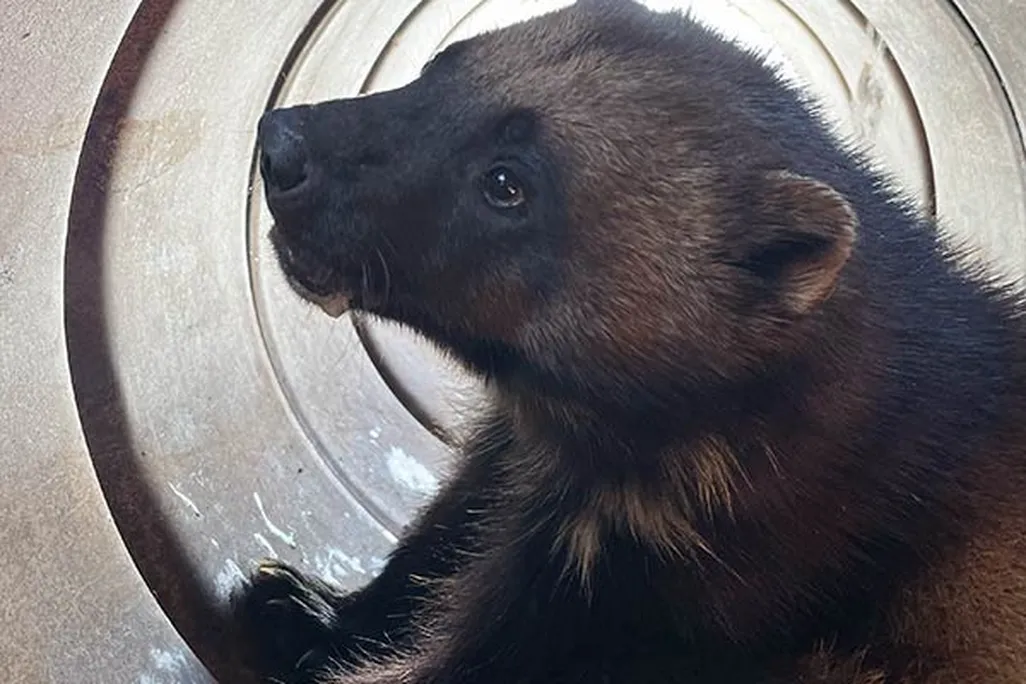 A wolverine in a trap
