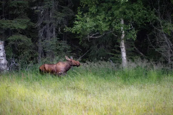 Moose Bellows thumbnail