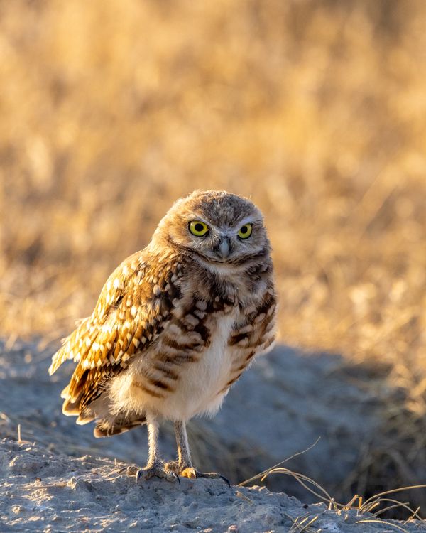 A Vigilant Burrowing Owl thumbnail