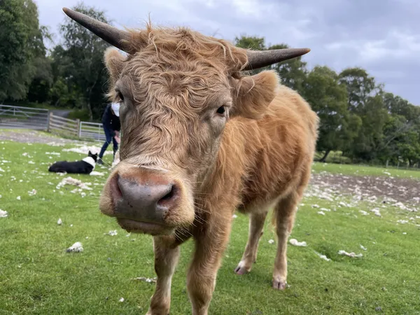 Anita the Highland Cow in Kincraig, Scotland thumbnail