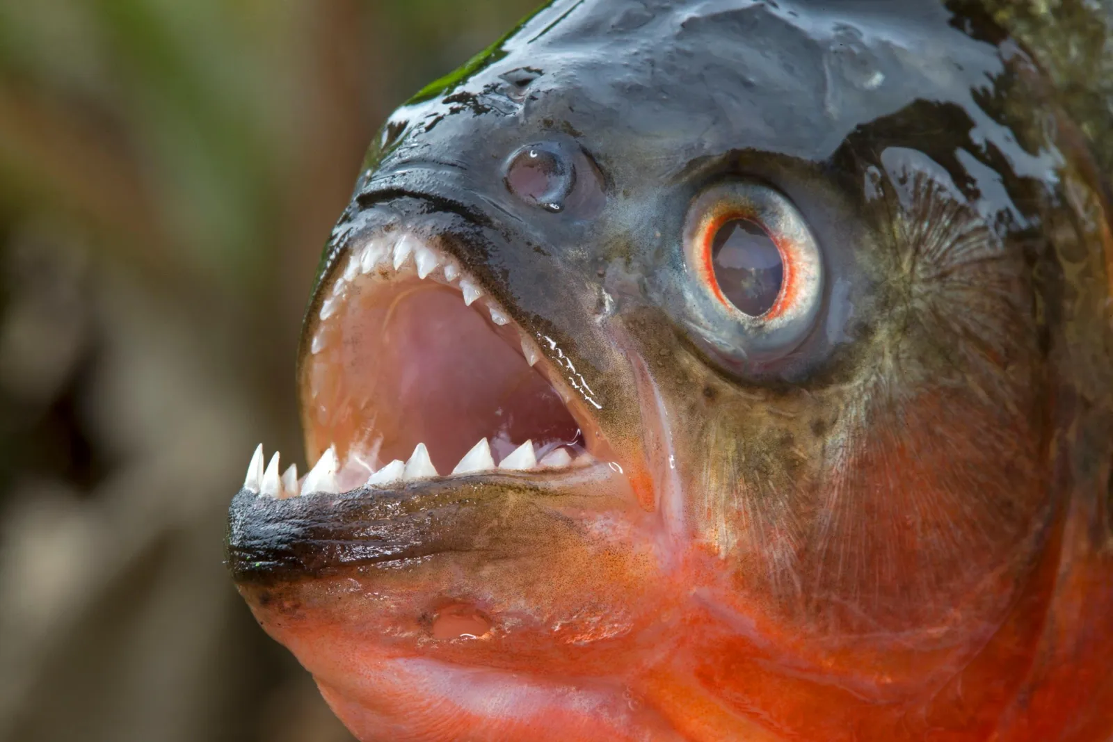 A Piranha Was Just Found in an Arkansas Lake | Smart News| Smithsonian  Magazine
