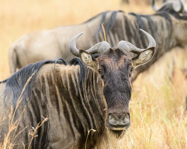 Wildebeest Portrait thumbnail