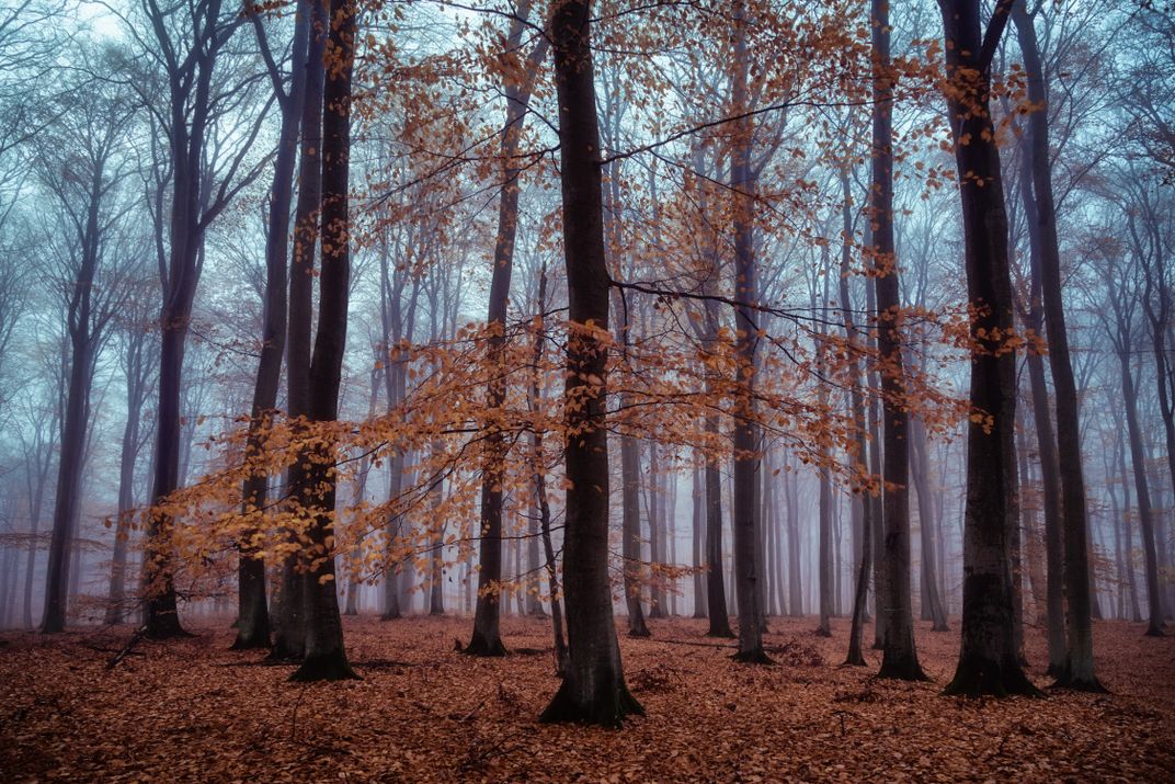 Fall in the Woods | Smithsonian Photo Contest | Smithsonian Magazine