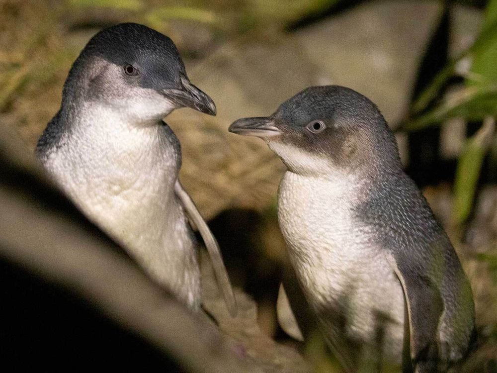 penguin eating squid