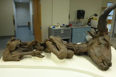 This mummified steppe bison was donated to the Smithsonian’s National Museum of Natural History in the 1970s. Right now, museum audiences can see it online during a virtual tour. 