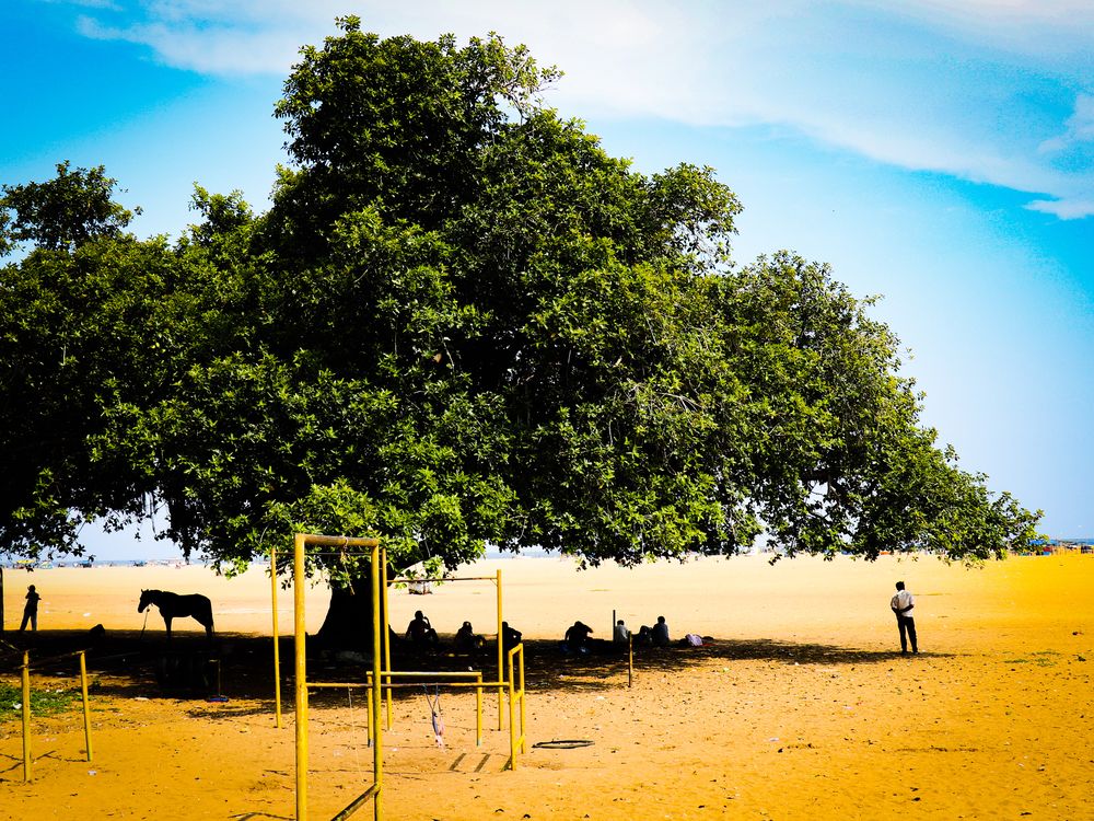Important of trees Smithsonian Photo Contest Smithsonian Magazine
