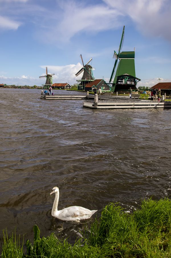 Swan and Zaanse Schans Windmills. thumbnail