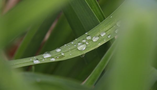 Dewy Grass thumbnail