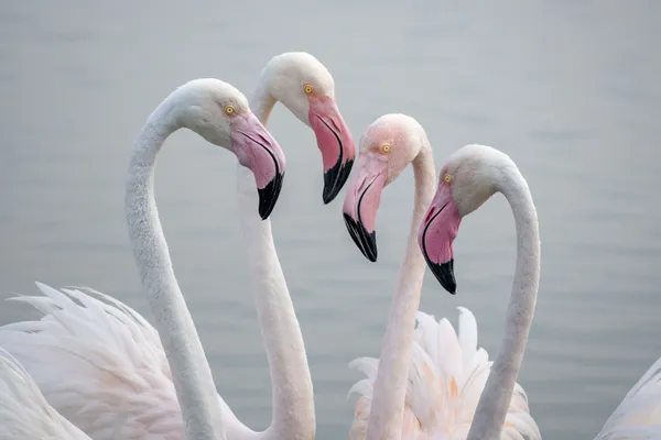 Flamboyance thumbnail