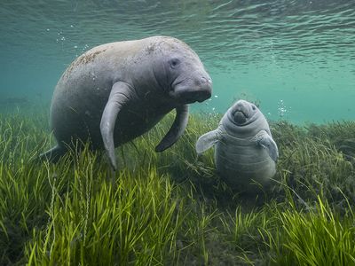 A mother manatee and her calf in Florida&#39;s Crystal River amid eelgrass, which is crucial for supporting the large mammals.