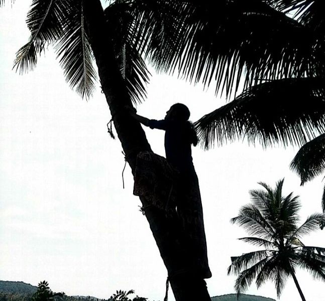 A girl climbing a coconut tree Smithsonian Photo Contest