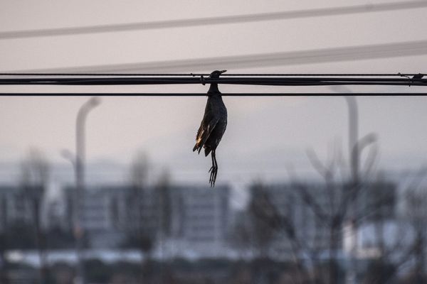 Birds on wires thumbnail