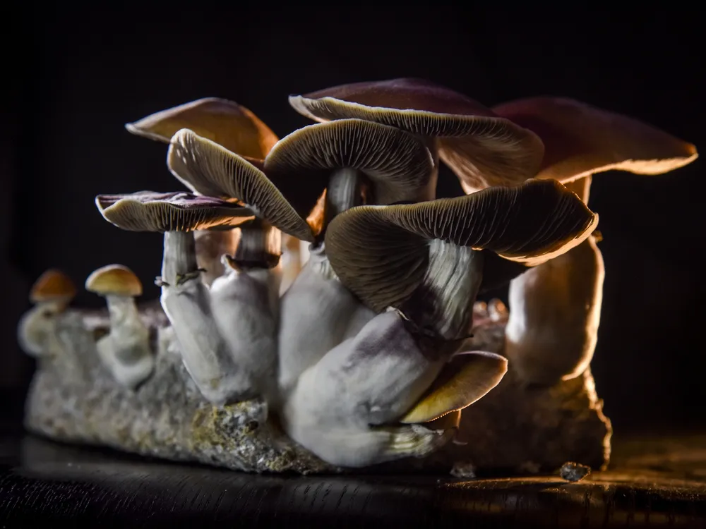 A photograph of a group of small, white psychedelic mushrooms.