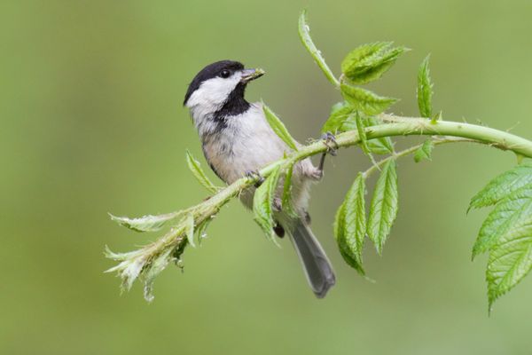 A black-capped chickadee on a midday lunch walk. thumbnail