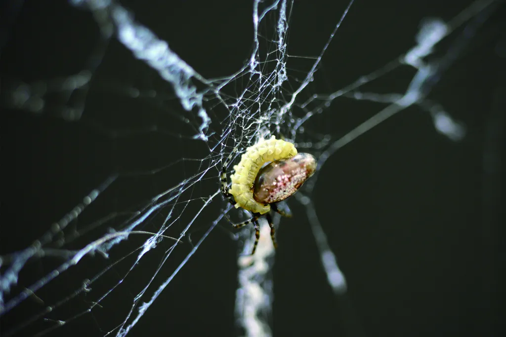 final-instar.jpg
