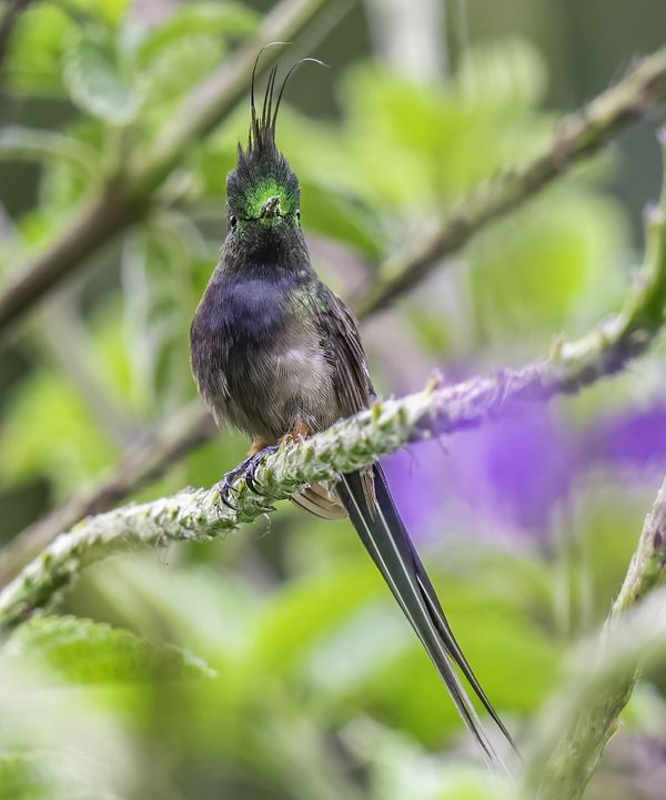 A Wire-Crested Thorntail taken in Ecuador. thumbnail