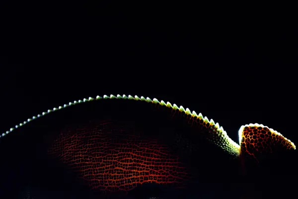 Body Spikes thumbnail