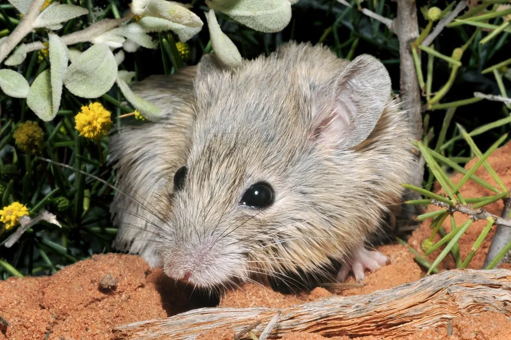 Shark Bay mouse