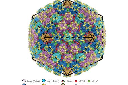 The structure of herpes virus simplex 2, aka genital herpes