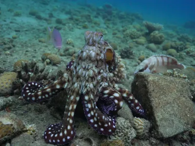 Watch Octopuses Team Up With Fish to Hunt—and Punch Those That Don't Contribute image