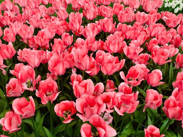 Pink Tulips thumbnail