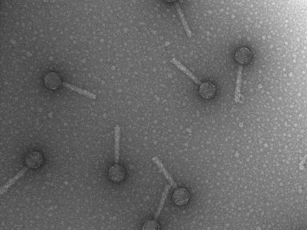 Bacteriophage