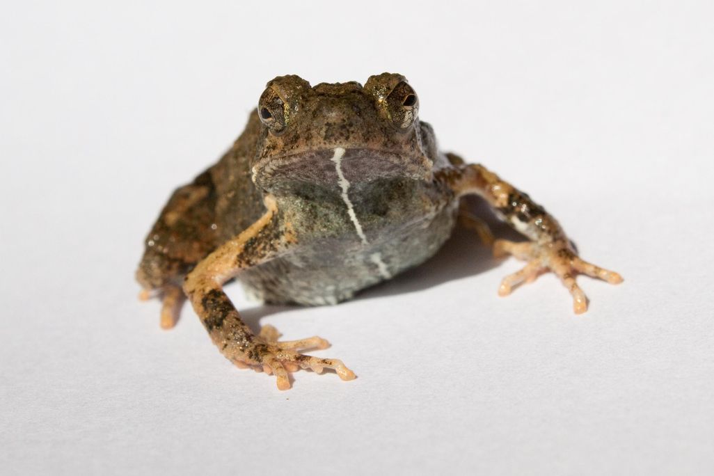 Tungara