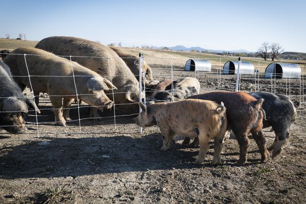 Pigs on a Farm thumbnail