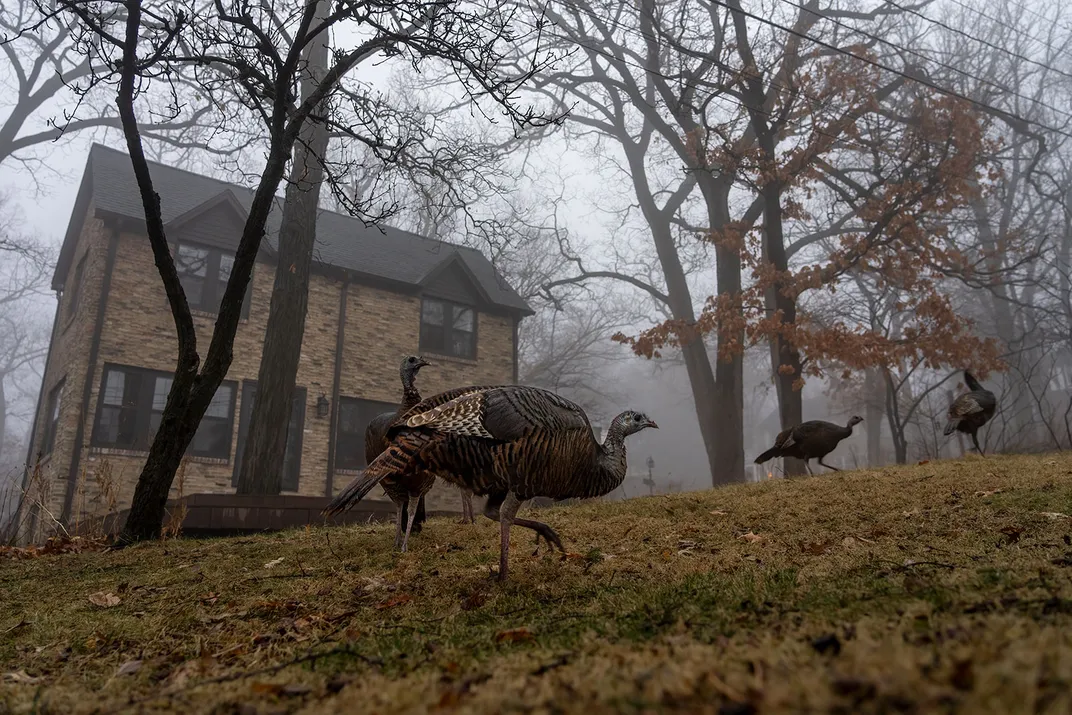 Turkeys Near House