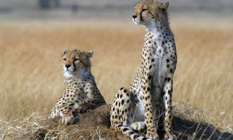 Cheetahs