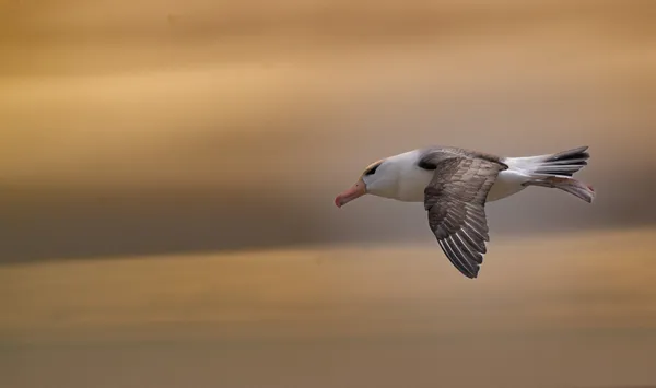 Flight of the Albatross thumbnail