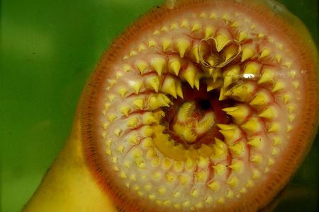 A lamprey in a tank at the Aquarium Restaurant Atalaya in Spain. 