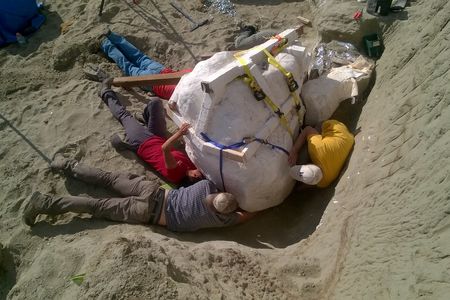 Including it's current dirt and plaster packing, the skull weighs roughly 2,500 pounds.