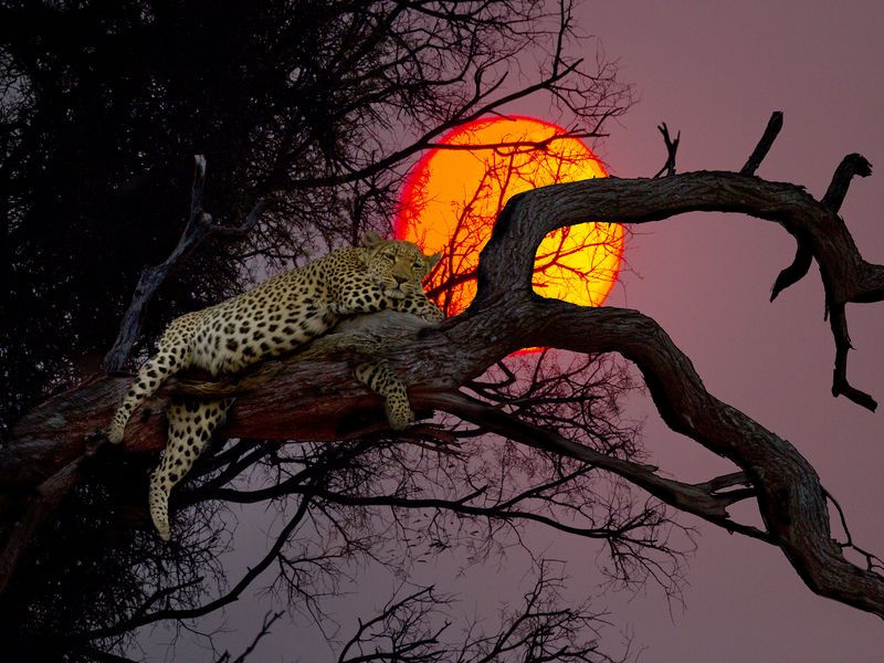 A Leopard Sleeps During Sunset | Smithsonian Photo Contest ...