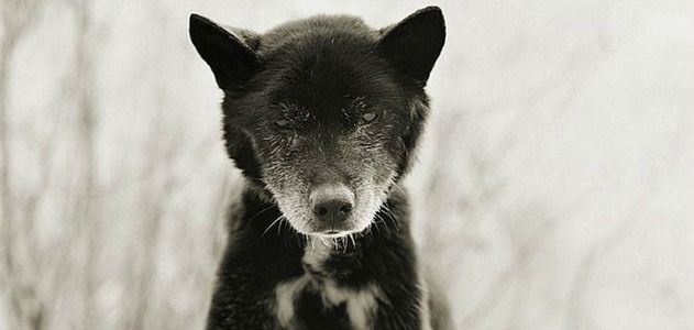 Blue, Australian Kelpie, Age 19