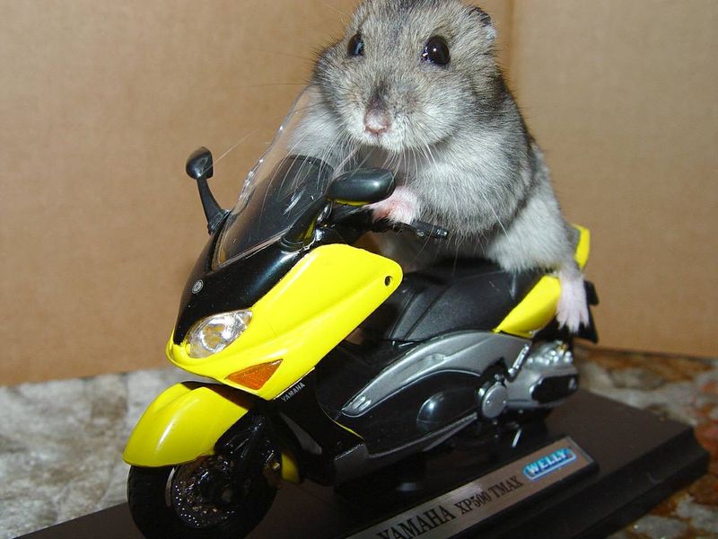 hamster fahrrad