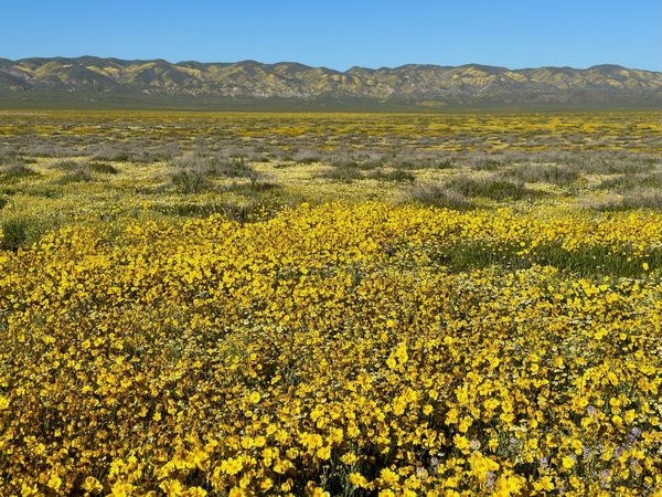 Carrizo Plain super bloom thumbnail