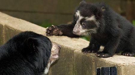 Adorable andean bear cubs