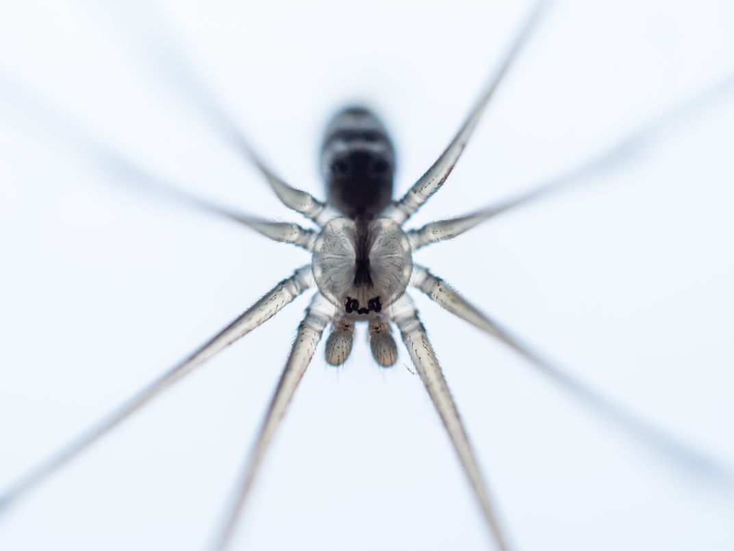 view from below of a spider with long legs against a white sky