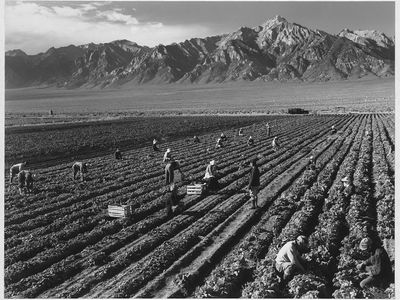 Workers labor in the fields in the shadow of Mt. Williamson.