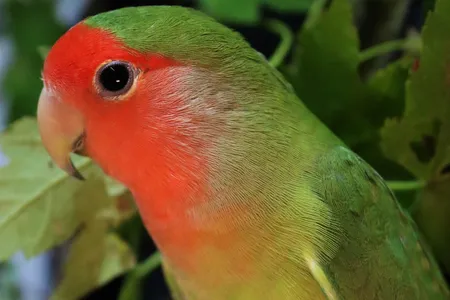 A rosy-faced lovebird