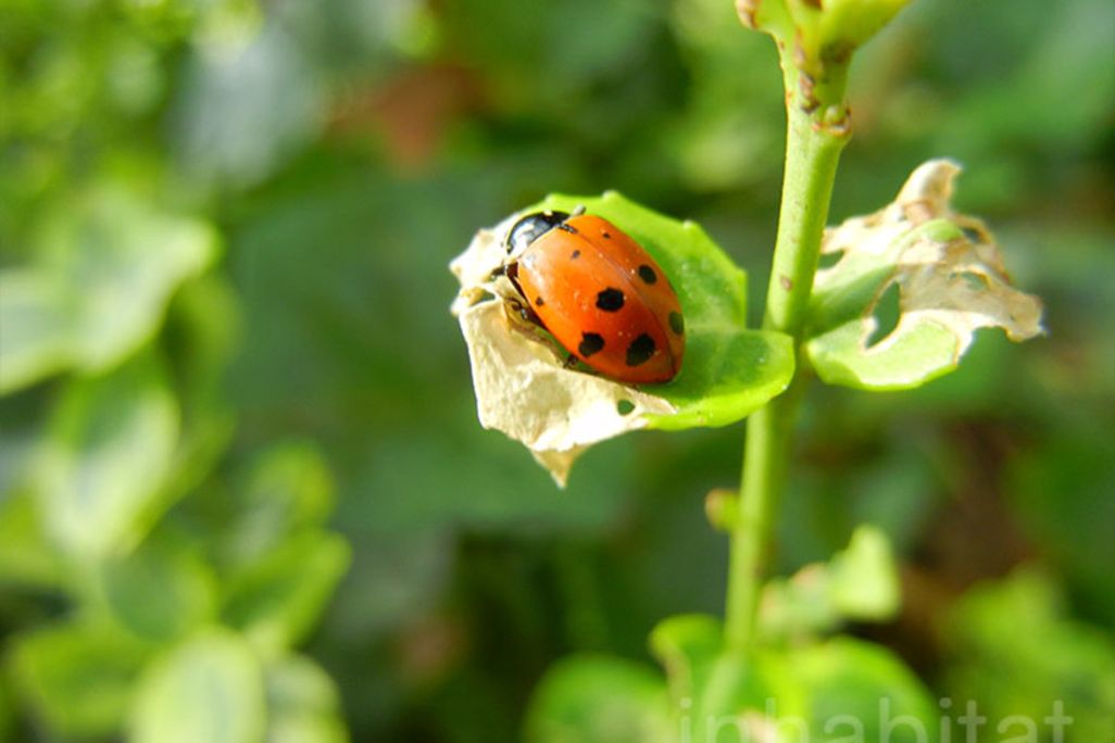 Ladybugs 