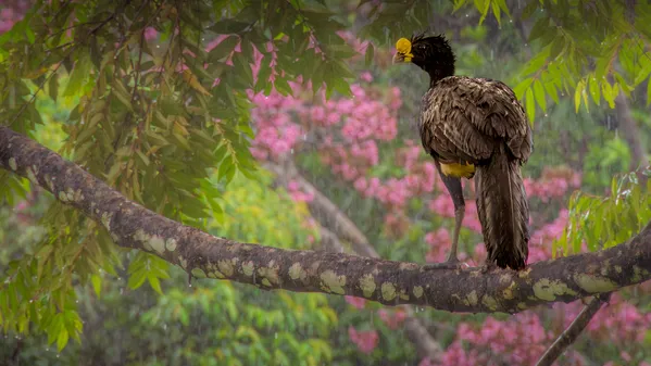 Rainy Day in Paradise thumbnail