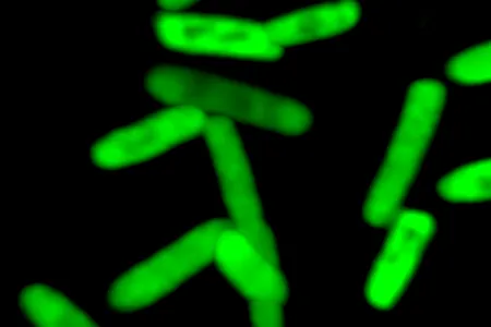 Glowing proteins produced by the modified E. coli.