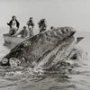 Adventurers on a Smithsonian Associates outing in 1972 get a close-up view of California gray whales off the Baja California peninsula.