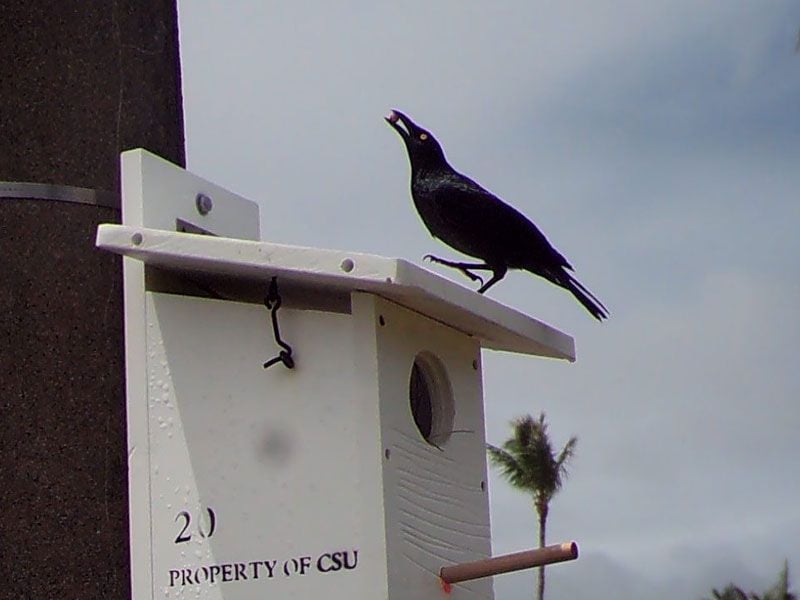 Micronesian Starling