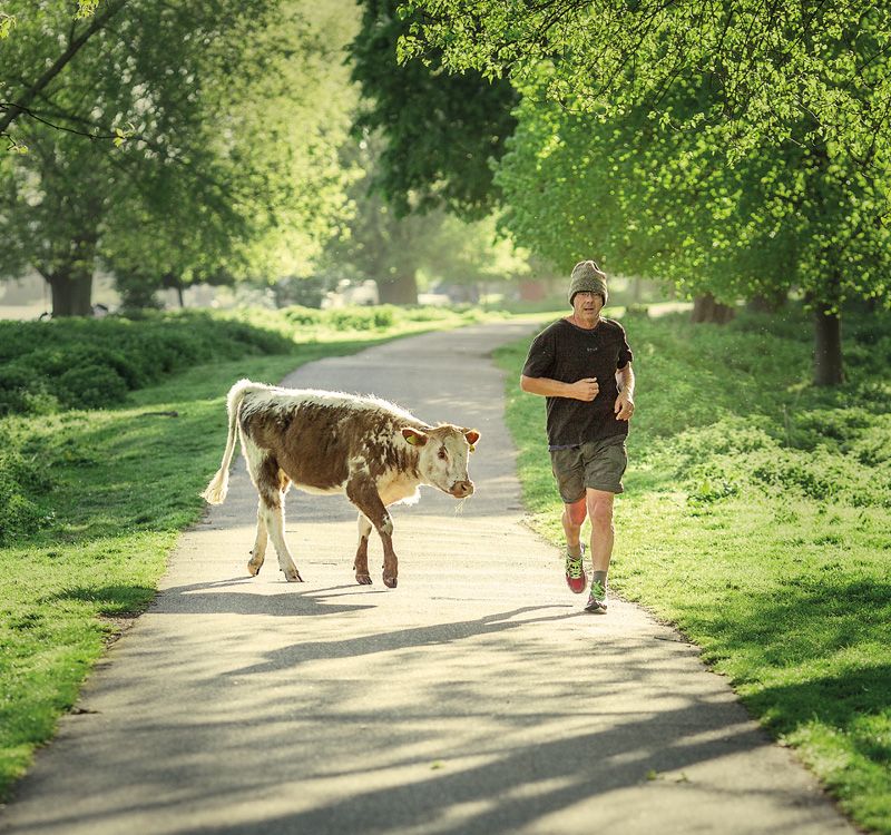 Jogger with a cow