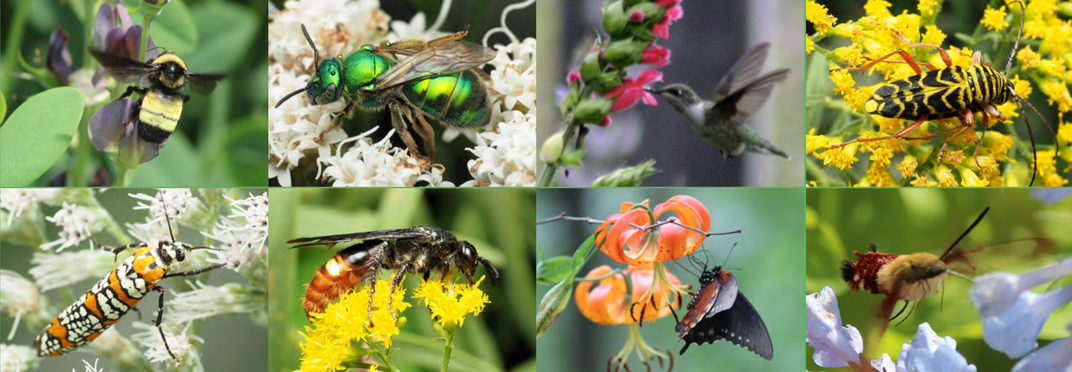 Composite of eight insects pollinating flowers