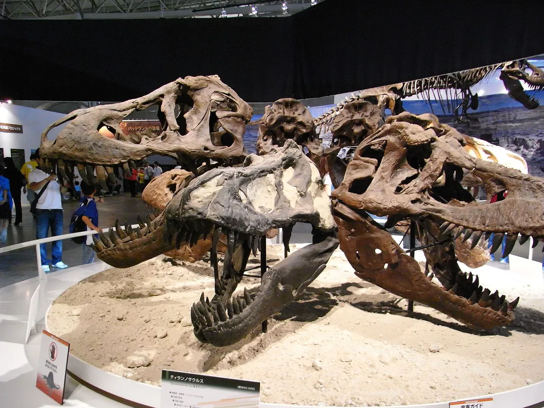 crânios de tiranossauro