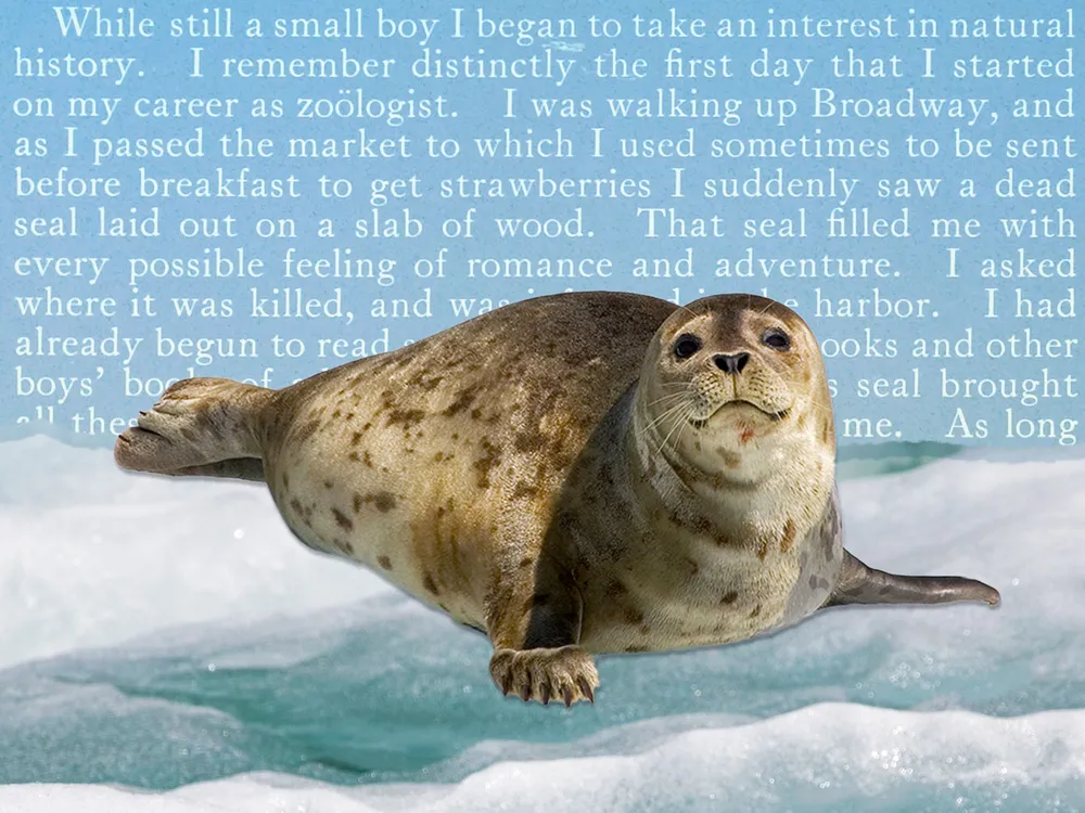 An illustration of a harbor seal in front of text from Theodore Roosevelt's autobiography